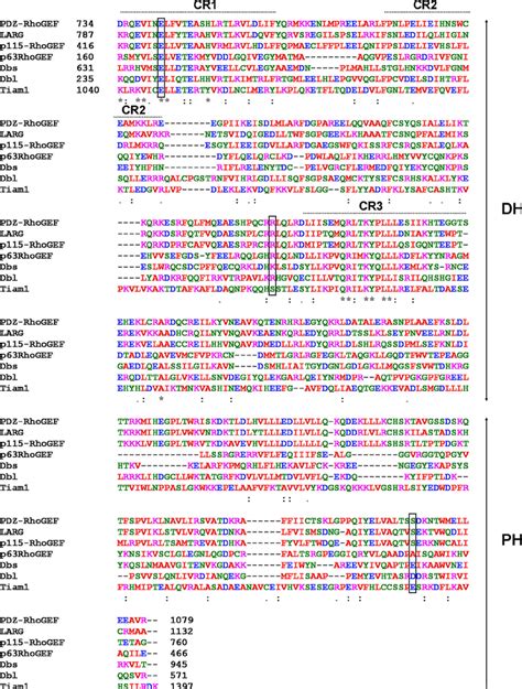 Sequence Alignment Of Dh Ph Domains Of Human Rhogefs Pdz Rhogef