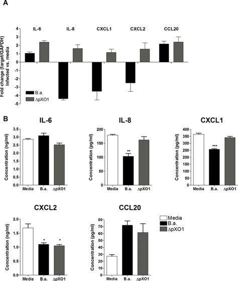 Mrna And Protein Expression Of Il Il Cxcl Cxcl And Ccl In