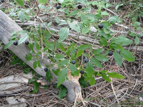 Mountain Huckleberry, Vaccinium membranaceum | Native Plants PNW