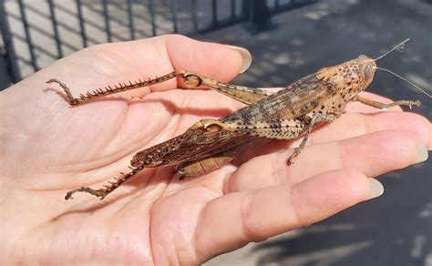 Did Giant Grasshoppers Jacked Up On Fertilizer Plague A Montana Orchard ...