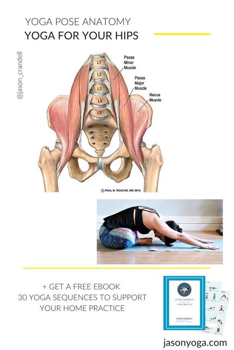 Understand Hip Anatomy Muscles For Yoga Jason Crandell Yoga Hip