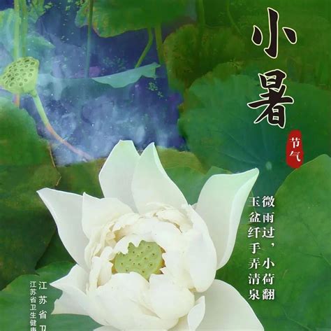 【二十四节气养生· 小暑】小暑神清夏日长茯苓功效荷叶