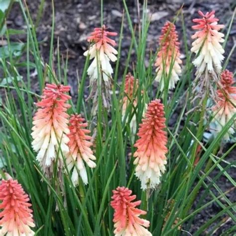 Kniphofia Orange Vanilla Popsicle Vuurpijl Of Fakkellelie Kopen