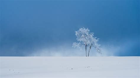 White And Blue Winter Scenes Scene Winter