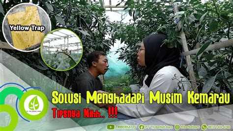 Budidaya Cabai Di Green House Penggunaan Kolam Tadah Hujan Untuk