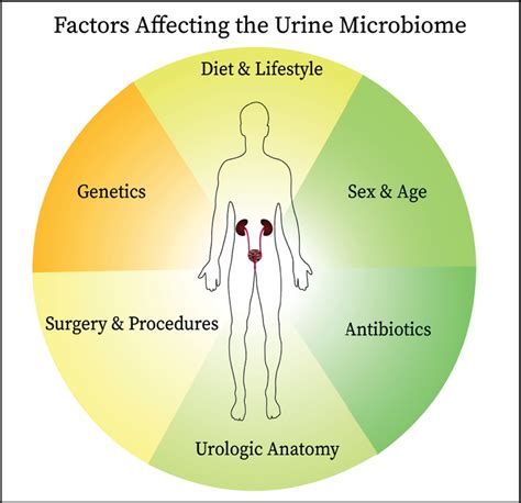 The Urinary Microbiome And Bladder Cancer Susceptibility And Immune Responsiveness Ios Press