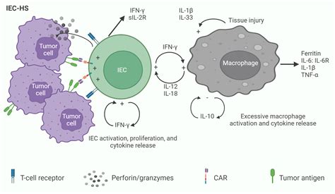 Car T Cell Therapy Associated Hlh Like Syndrome