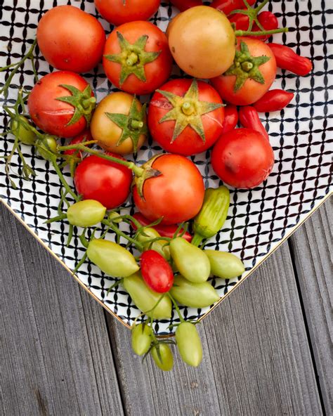 Tomaten Auss En So Gelingen Kr Ftige Pflanzen Parzelle De