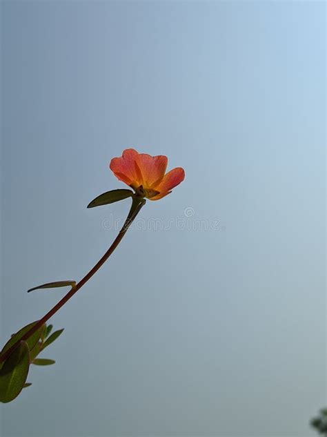 Minimalist Flower Photography Ideas Stock Photo Image Of Ideas