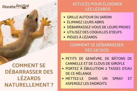 Comment Se D Barrasser Des L Zards Naturellement