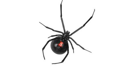 How To Identify Black Widow Spiders And Avoid Being Bitten Charlotte