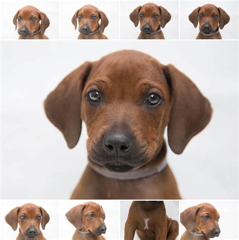 London Rhodesian Ridgeback Puppies