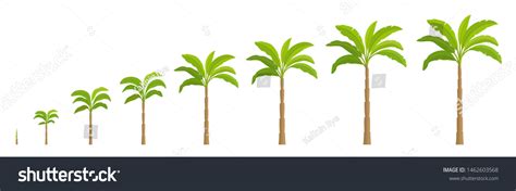Set Growth Stages Palm Tree Vector Stock Vector Royalty Free 1462603568