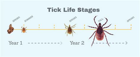 8 Facts About The Ecology Of Lyme