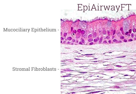 Epiairway D In Vitro Microtissues Mattek Life Sciences