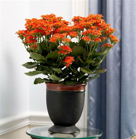 How To Plant And Grow Kalanchoe