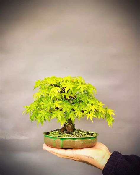 Pin Oleh Art Is Moonwalker Di Bonsai