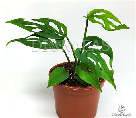 Monstera Adansonii, Монстера Адансона, Швейцарський сир, Рослина з ...