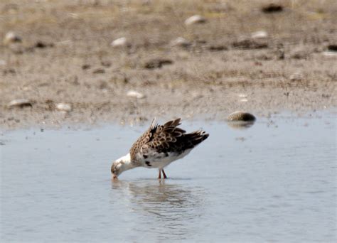 Calidris Pugnax Ruff Kemphaan Bas Kers Nl Flickr