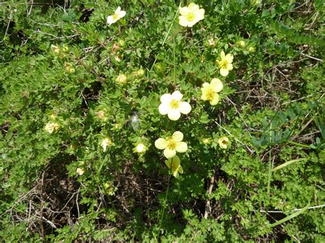 Transformational Gardening Shrubby Cinquefoil Dasiphora Floribunda