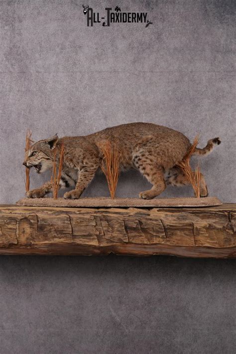 Bobcat Taxidermy Mount Sku 2577 All Taxidermy