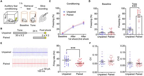 Auditory Fear Conditioning Reduces The Intrinsic Excitability Of Download Scientific Diagram