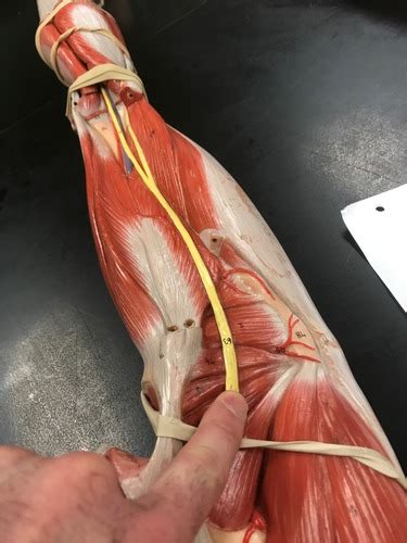 Sacral Plexus Lumbar Plexus Brachial Plexus Spinal Cord Model Cross