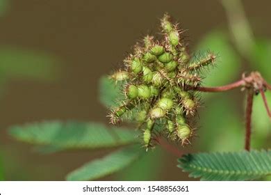 283 Touch me not plant seeds Images, Stock Photos & Vectors | Shutterstock