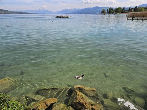 Lake Zurich Switzerland Free Photo On Pixabay Pixabay