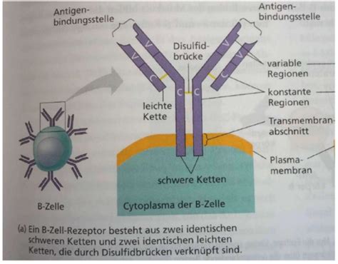 Immunologie Teil Flashcards Quizlet