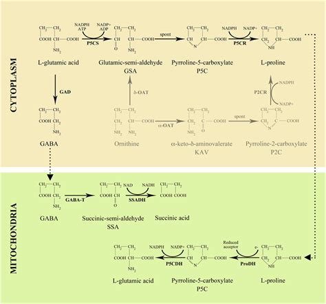 Frontiers Role Of Proline And Gaba In Sexual Reproduction Of