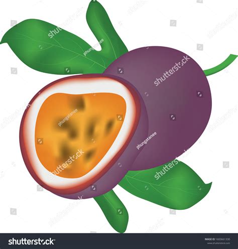 Fresh Passion Fruit Cut Vector Illustration Stock Vector Royalty Free