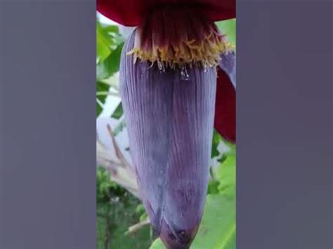 Вы когда-нибудь видели как плачет цветок банана? #flowers #банан #цветы ...