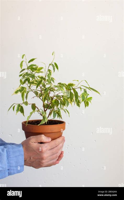 Ficus Benjamina Indoor Plant Banque Dimage Et Photos Alamy