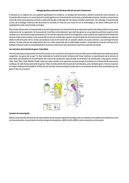 Biología genética molecular del desarrollo del corazón embrionario