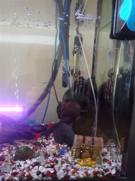 Complete Fish Tank setup (with fish) in NR3 Norwich for £200.00 for ...