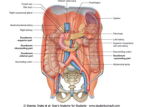 Drenaje Venoso Del Abdomen PPT