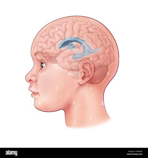 Anatom A Del Cerebro Del Ni O Fotograf As E Im Genes De Alta Resoluci N