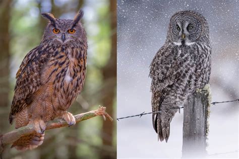 8 Of The Largest Owls With Photos Bird Feeder Hub