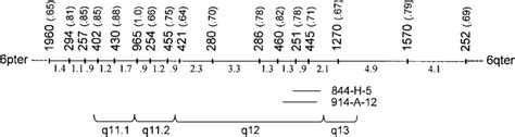 Sex Averaged Genetic Marker Map Of Chromosome Markers Intermarker