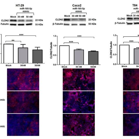 Regulation Of CLDN2 Protein Expression By MiR 195 5p In Colonic