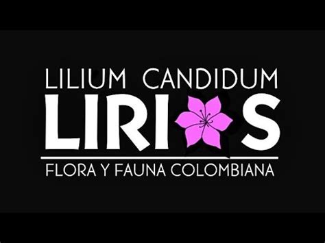 Video Pitch Proyecto Integra CUN 2024A Lilium Candidum Flora Y