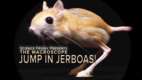 Greater Egyptian Jerboa Gif