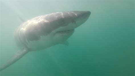 Great White Shark Numbers Up Significantly In Monterey Bay