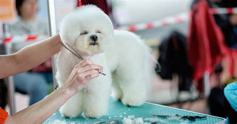 Grooming Bichon Face: Best Tips And Techniques 2025 - Dog Fluffy