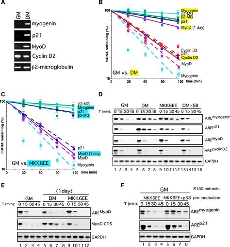 P Dependent Phosphorylation Of The Mrna Decay Promoting Factor Ksrp