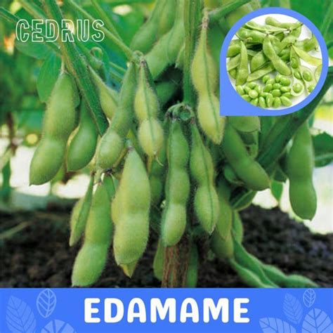 Jual Bibit Biji Benih Kacang Edamame Kedelai Jepang Kota Bandung