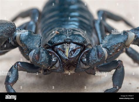 Giant blue scorpion hi-res stock photography and images - Alamy