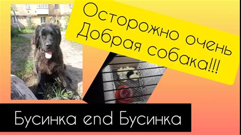 ОСТОРОЖНО!!! Очень добрая собака))) - YouTube