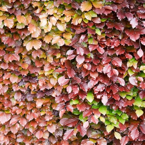 Common Beech Hedging Fagus Sylvatica Roots Plants